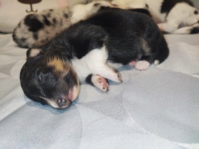 Les chiots de Shetland Sheepdog