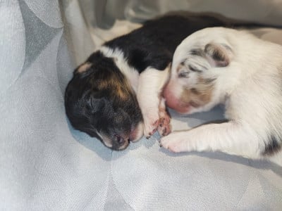 Les chiots de Shetland Sheepdog