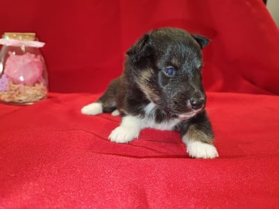 Les chiots de Shetland Sheepdog