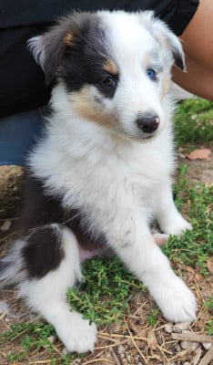 Les chiots de Shetland Sheepdog