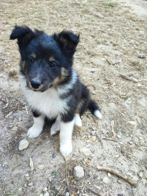 Tricolore 3 - Shetland Sheepdog