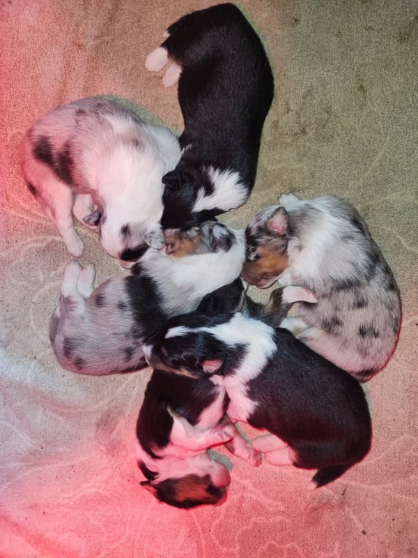 Shetland Sheepdog - Des Patounes D'Aur