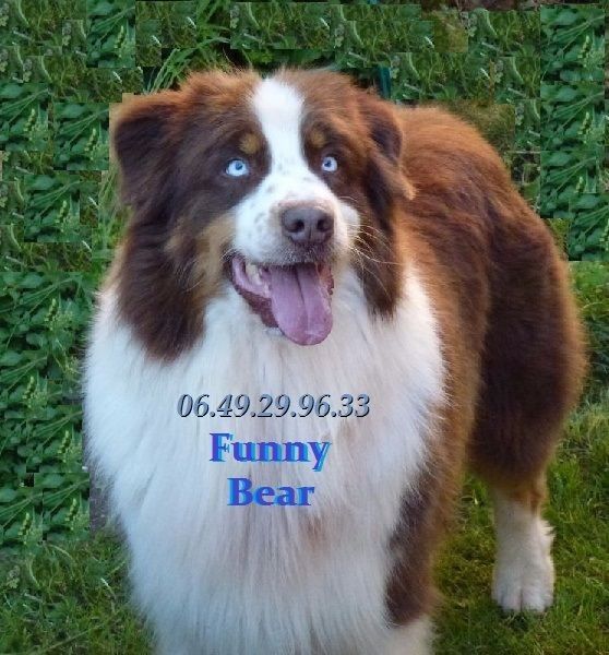 Funny bear de Solemel