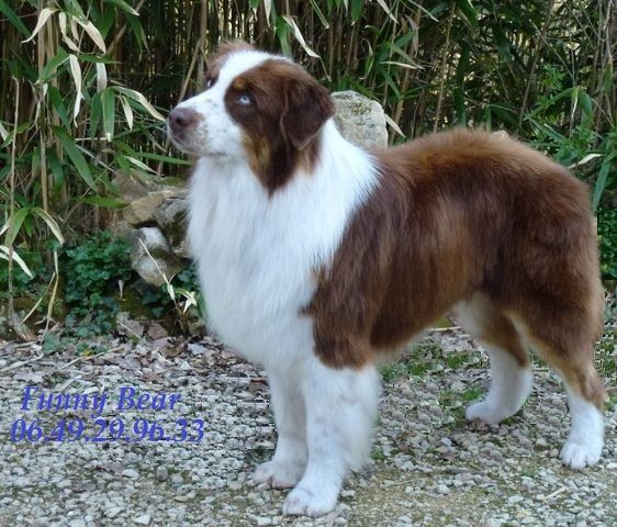 Funny bear de Solemel