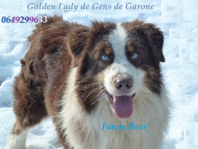 Funny bear de Solemel