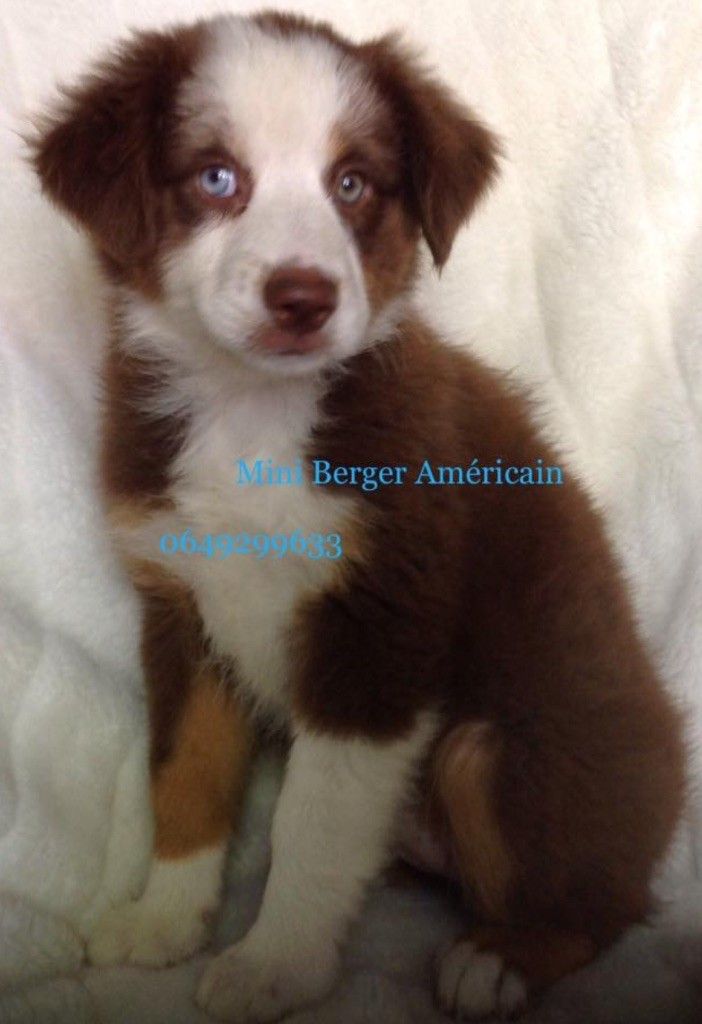 Orlaï golden lady de gens de garonne