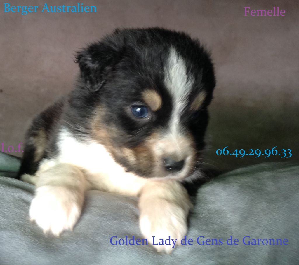 femelle noire tricolore 0649299633 disponible - Berger Australien