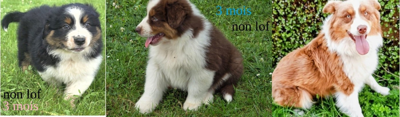 Uster-Golden-Lady de Gens de Garonne