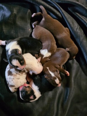 Les chiots de Berger Américain Miniature