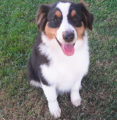 Les chiots de Berger Australien