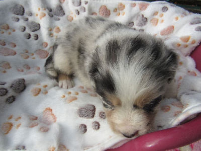 Les chiots de Berger Australien