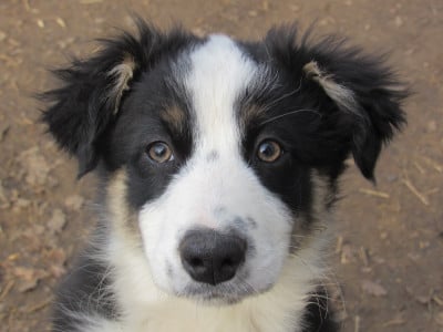 Les chiots de Berger Australien