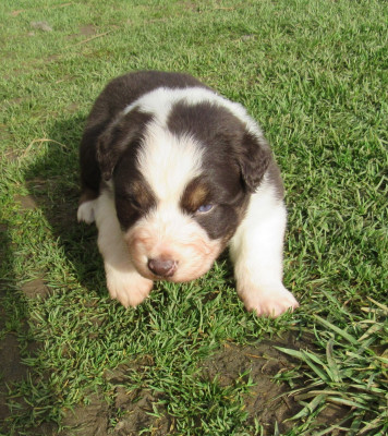 Les chiots de Berger Australien