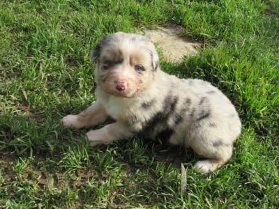 Les chiots de Berger Australien