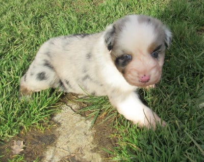 Les chiots de Berger Australien