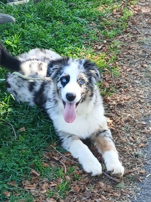 Les chiots de Berger Australien