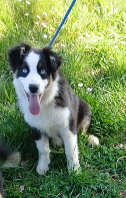 Les chiots de Berger Australien