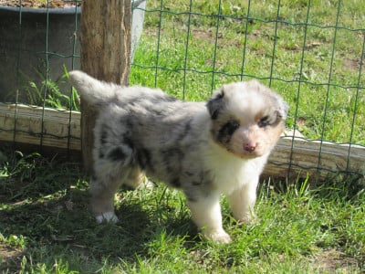 Les chiots de Berger Australien