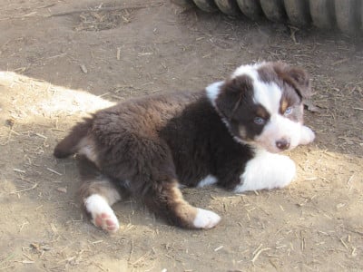 Les chiots de Berger Australien