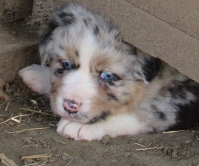 Les chiots de Berger Australien