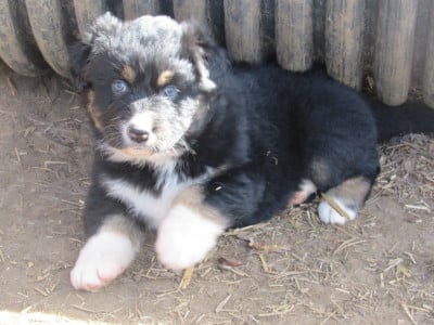 Les chiots de Berger Australien