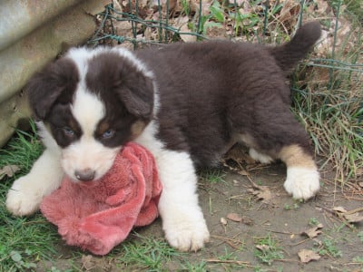 Les chiots de Berger Australien