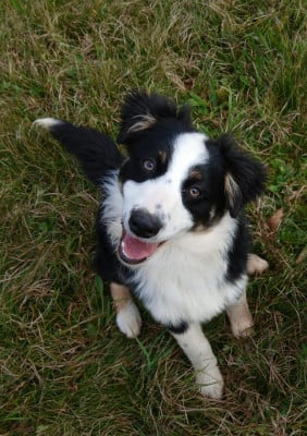 Les chiots de Berger Australien