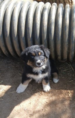 Les chiots de Berger Australien