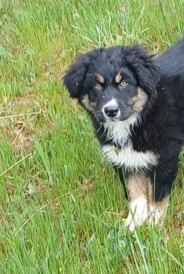 Les chiots de Berger Australien