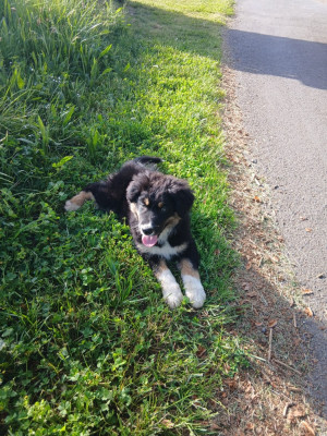 Les chiots de Berger Australien
