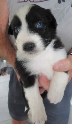 Les chiots de Berger Australien
