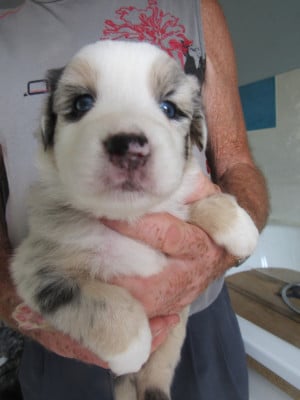 Les chiots de Berger Australien