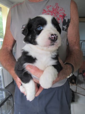 Les chiots de Berger Australien