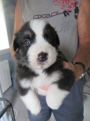 Les chiots de Berger Australien