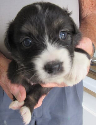 Les chiots de Berger Australien
