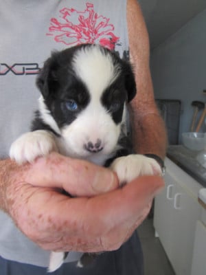 Les chiots de Berger Australien