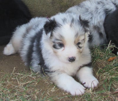 Les chiots de Berger Australien
