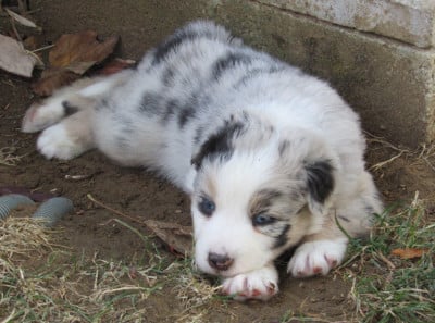 Les chiots de Berger Australien
