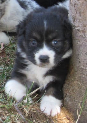 Les chiots de Berger Australien
