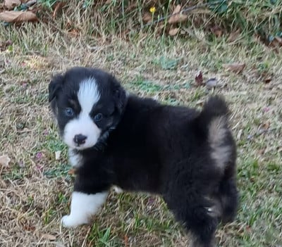 Les chiots de Berger Australien