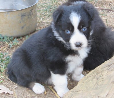 Les chiots de Berger Australien