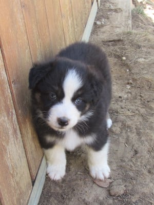 Les chiots de Berger Australien