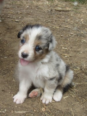 Les chiots de Berger Australien