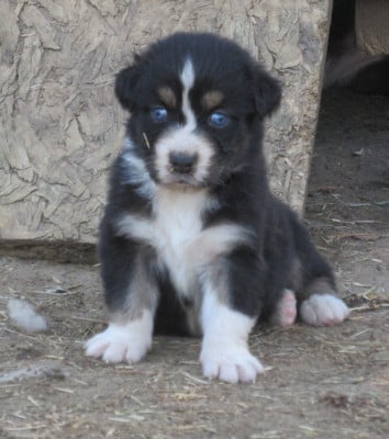 Les chiots de Berger Australien