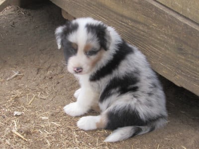 Les chiots de Berger Australien