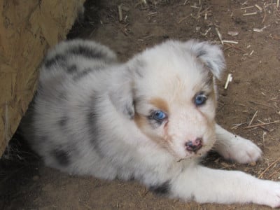 Les chiots de Berger Australien