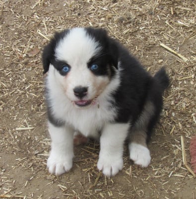 Les chiots de Berger Australien
