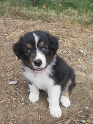 Les chiots de Berger Australien