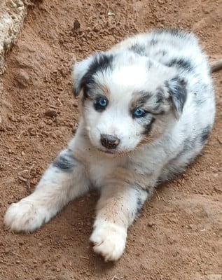 Les chiots de Berger Australien