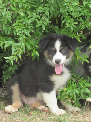 Les chiots de Berger Australien